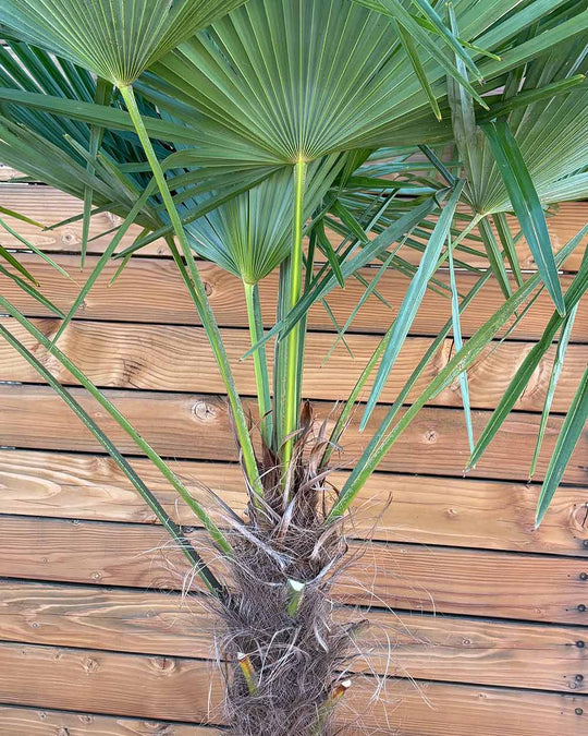 Chinesische Hanfpalme – Trachycarpus fortunei