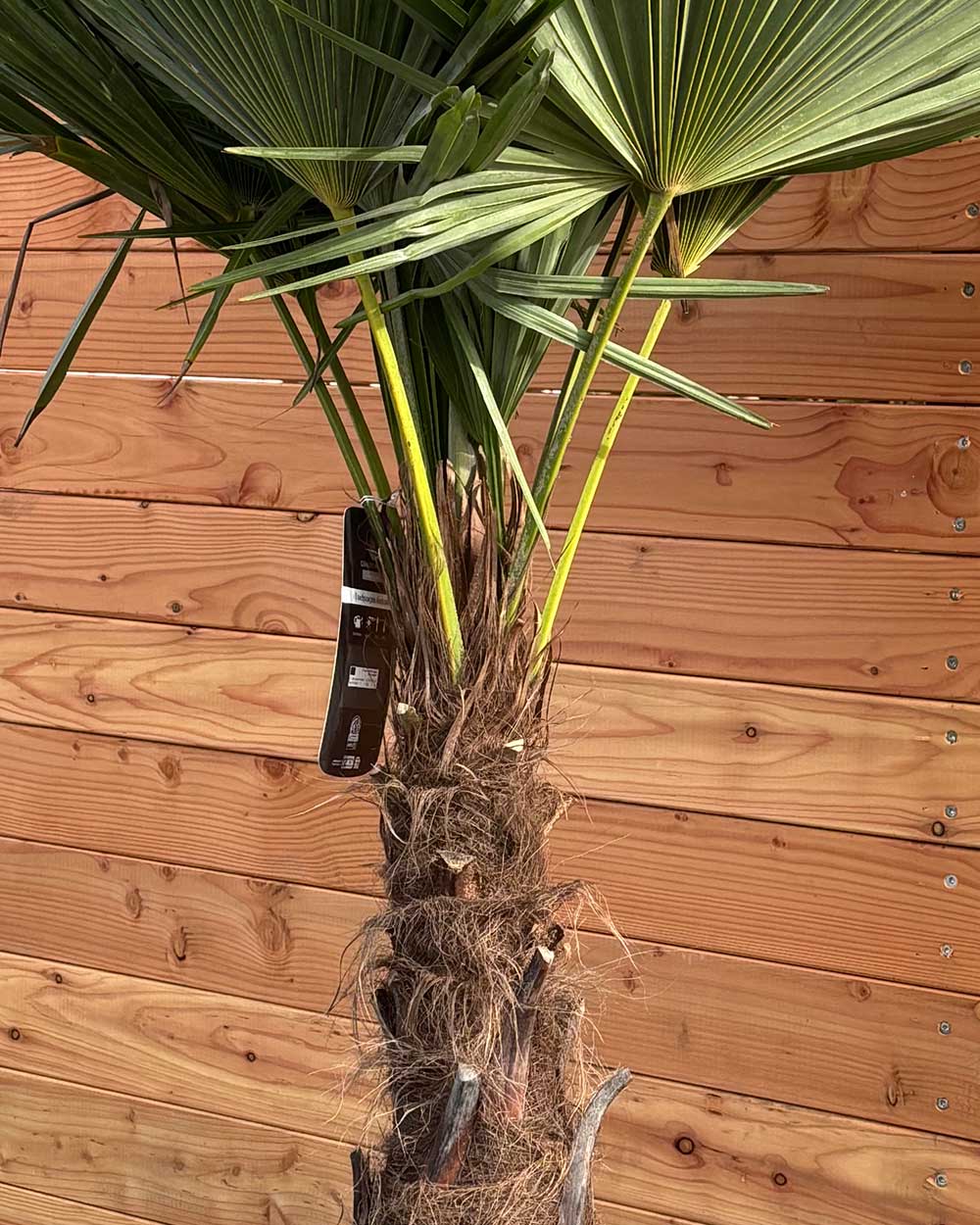 Chinesische Hanfpalme S