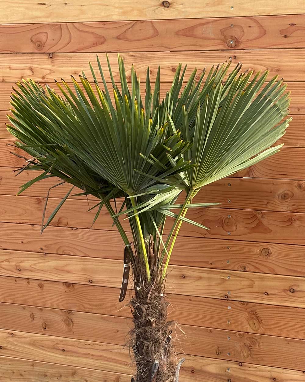 Chinesische Hanfpalme S
