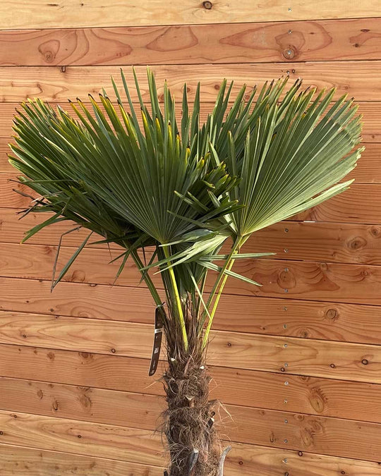 Chinesische Hanfpalme S