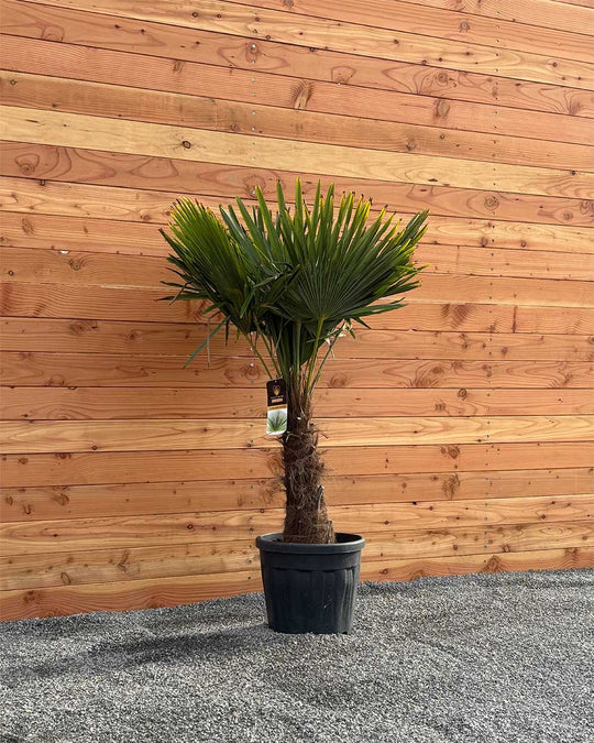 Chinesische Hanfpalme S