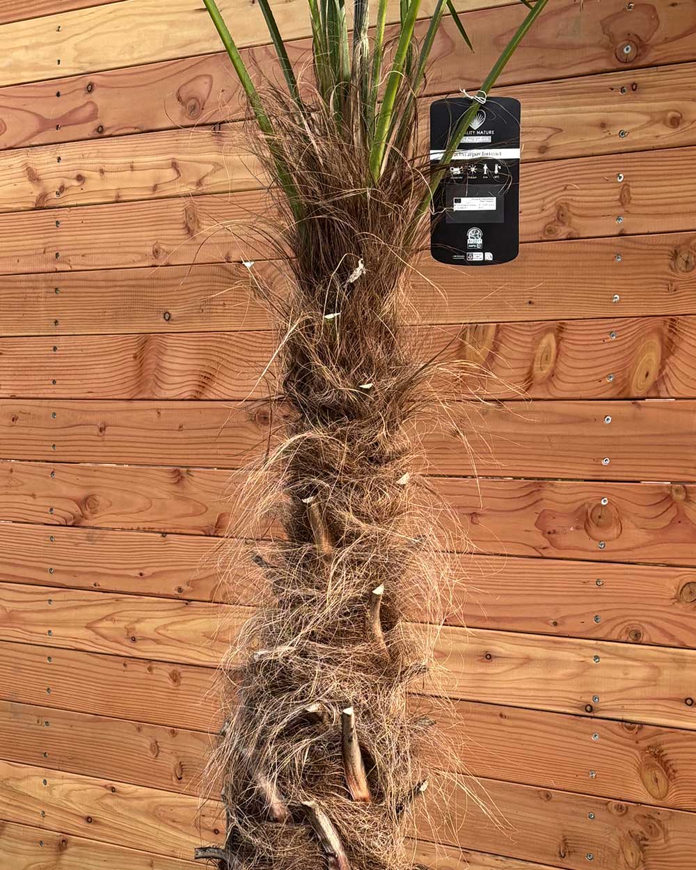 Chinesische Hanfpalme XL