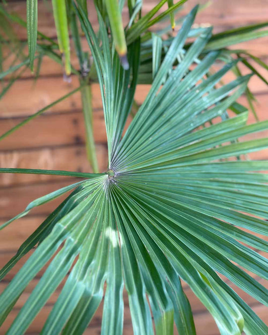 Chinesische Hanfpalme – Trachycarpus fortunei