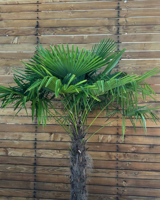 Chinesische Hanfpalme – Trachycarpus fortunei