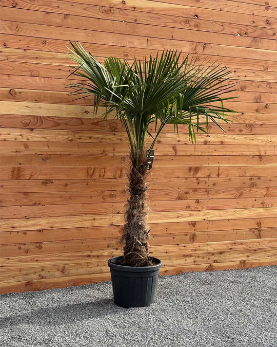 Chinesische Hanfpalme XL