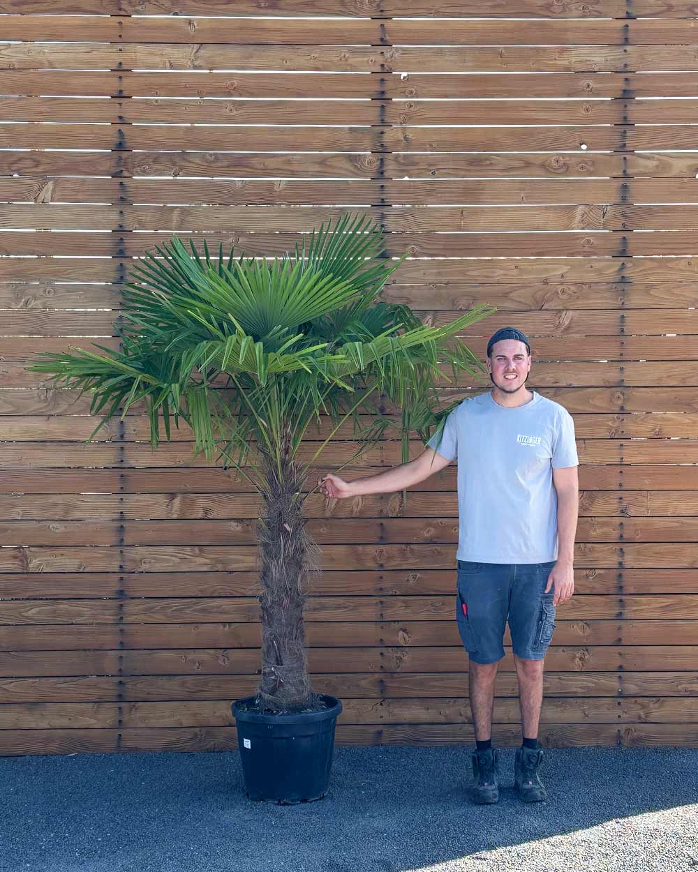 Chinesische Hanfpalme – Trachycarpus fortunei