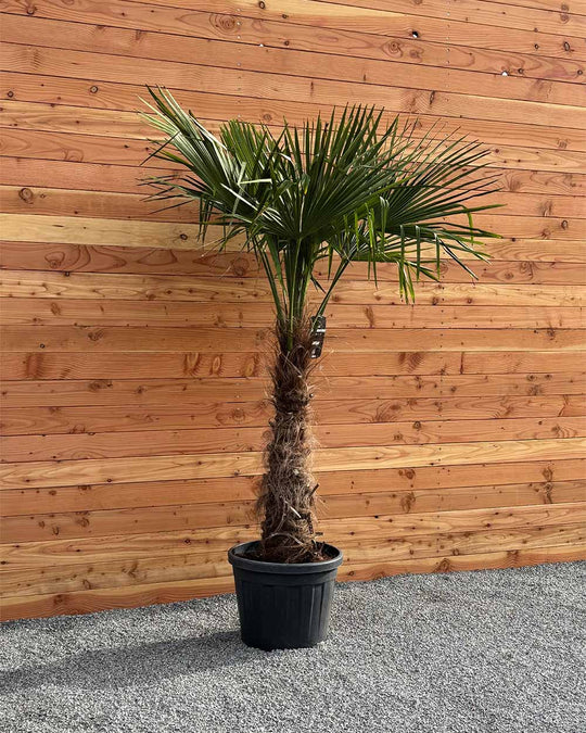 Chinesische Hanfpalme – Trachycarpus fortunei