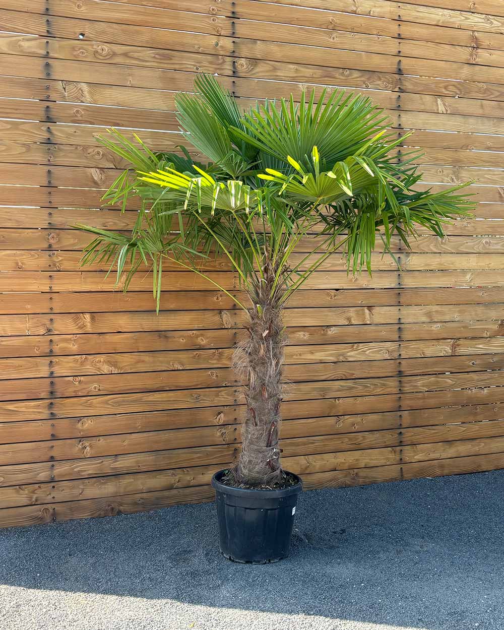 Chinesische Hanfpalme – Trachycarpus fortunei