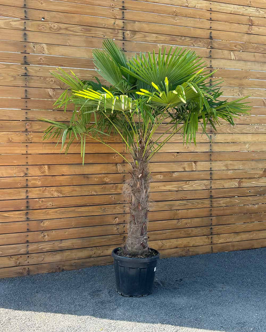 Chinesische Hanfpalme – Trachycarpus fortunei