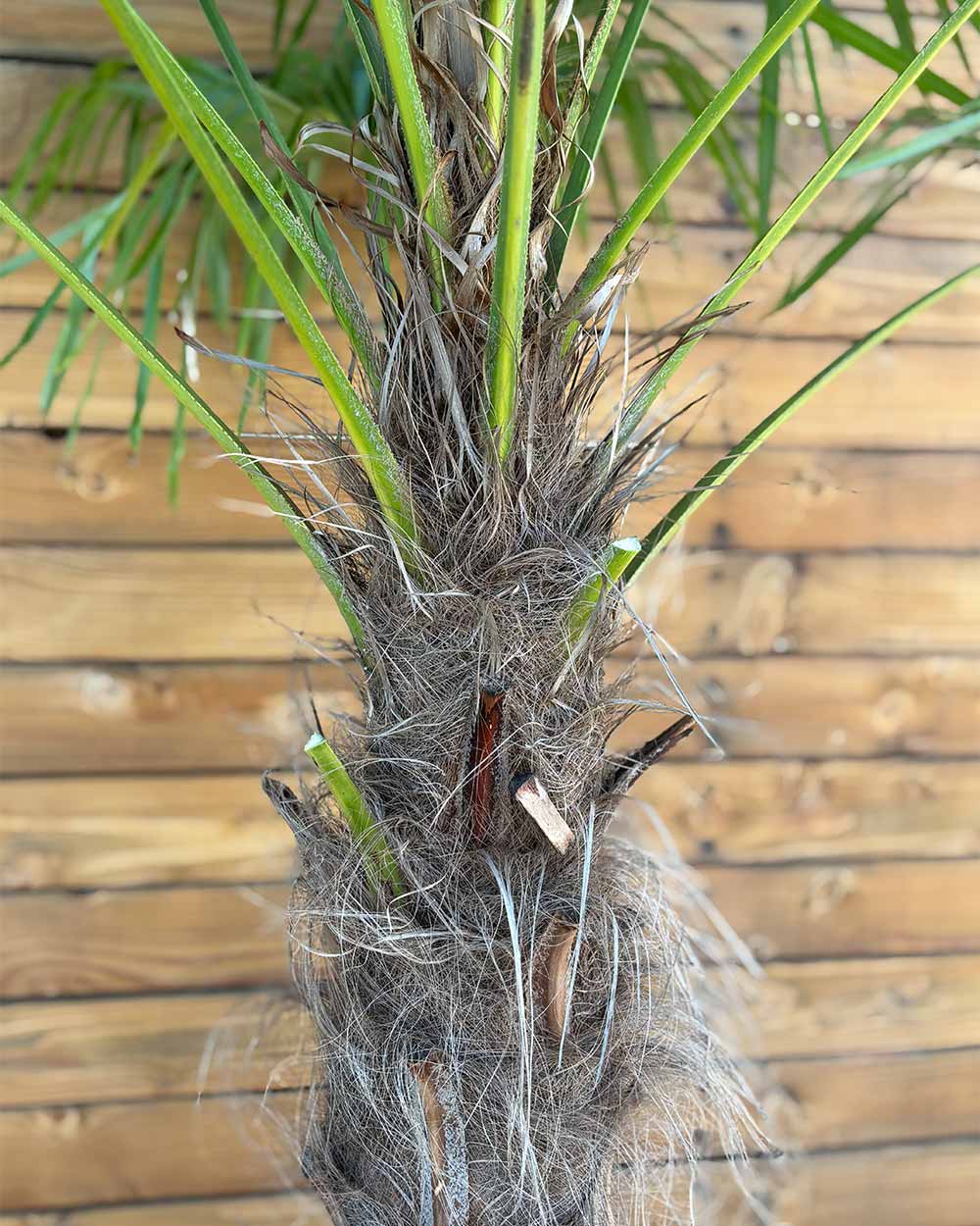 Chinesische Hanfpalme – Trachycarpus fortunei