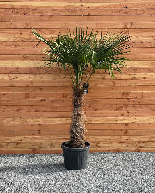 Chinesische Hanfpalme XL