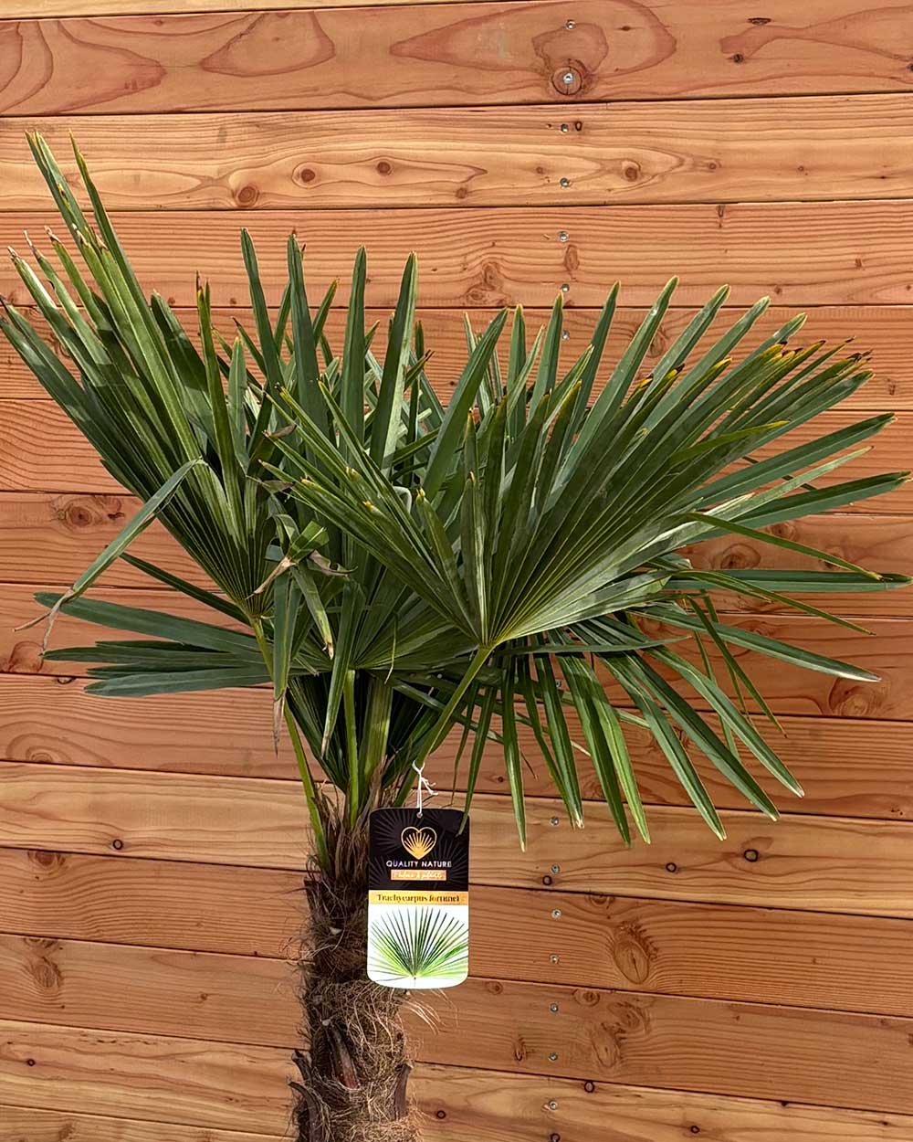 Chinesische Hanfpalme XS