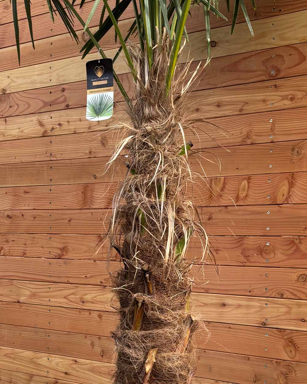 Chinesische Hanfpalme XXL