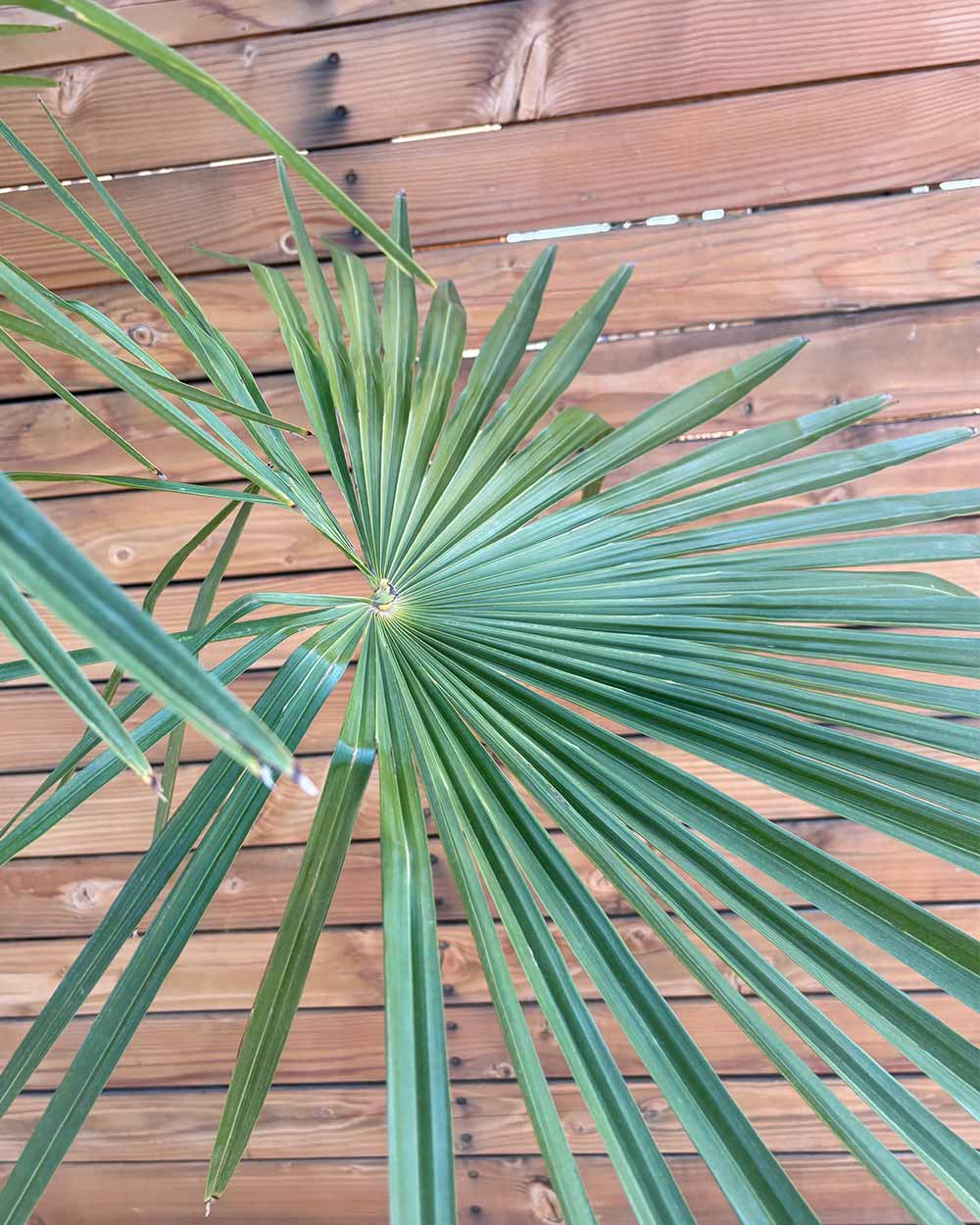 Chinesische Hanfpalme – Trachycarpus fortunei