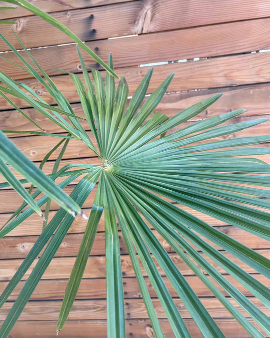 Chinesische Hanfpalme – Trachycarpus fortunei