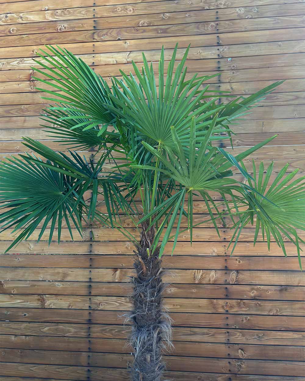 Chinesische Hanfpalme – Trachycarpus fortunei