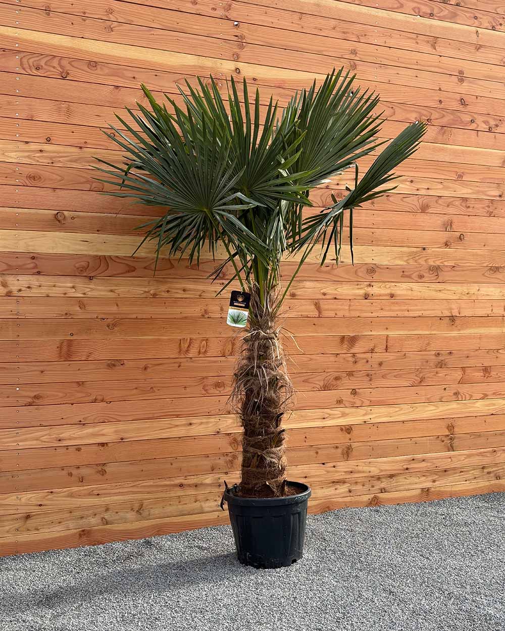 Chinesische Hanfpalme XXL
