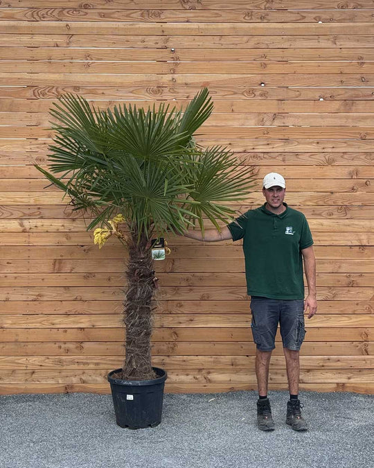 Chinesische Hanfpalme XXL