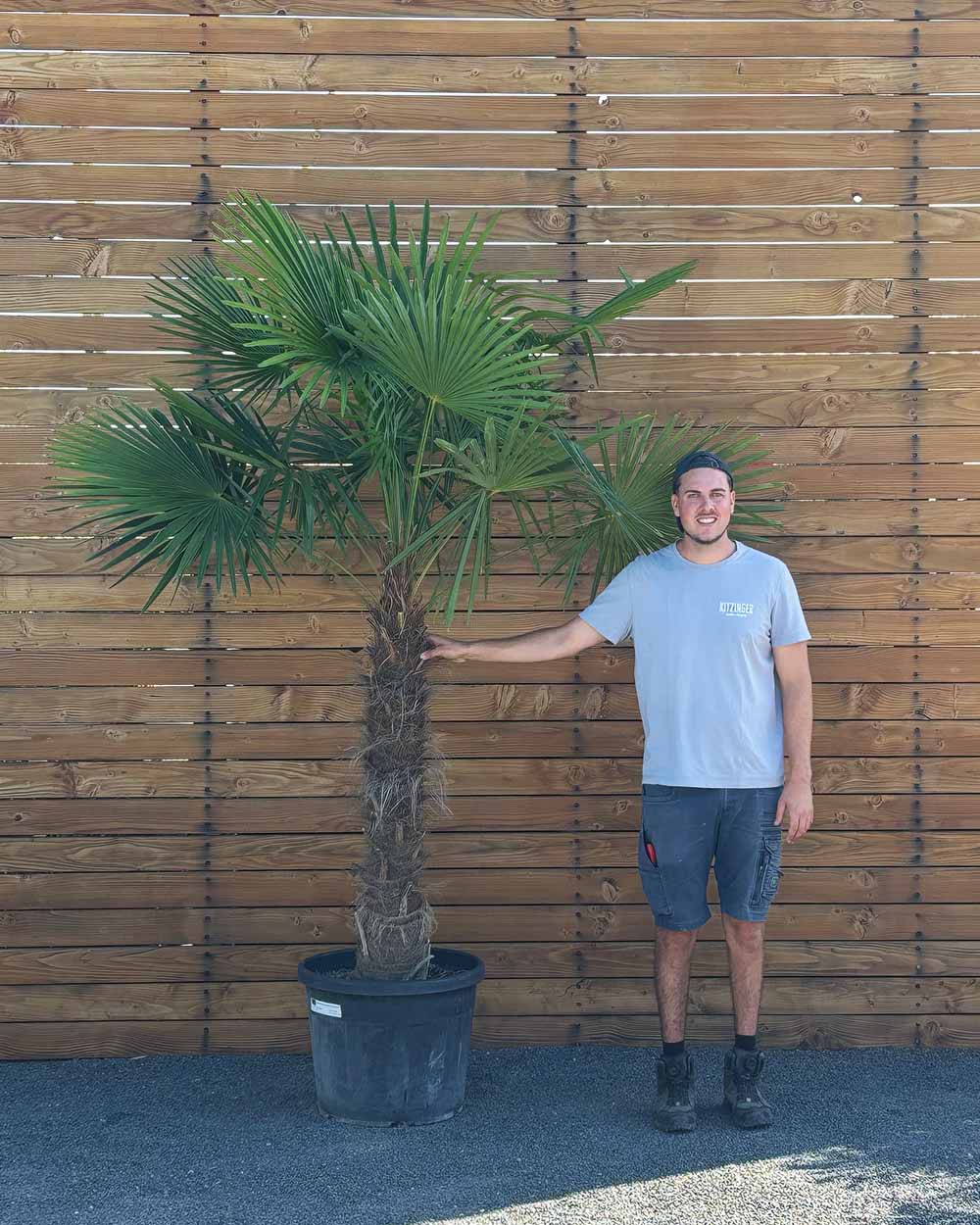 Chinesische Hanfpalme – Trachycarpus fortunei