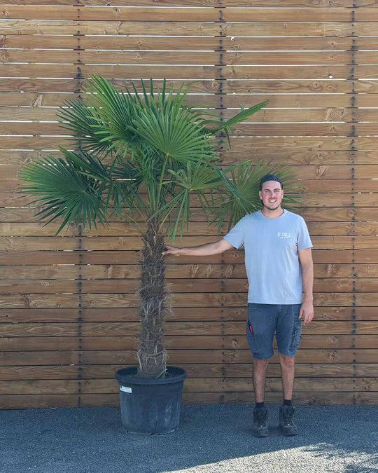 Chinesische Hanfpalme – Trachycarpus fortunei