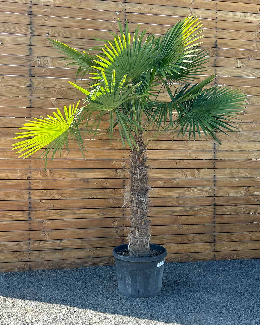 Chinesische Hanfpalme – Trachycarpus fortunei