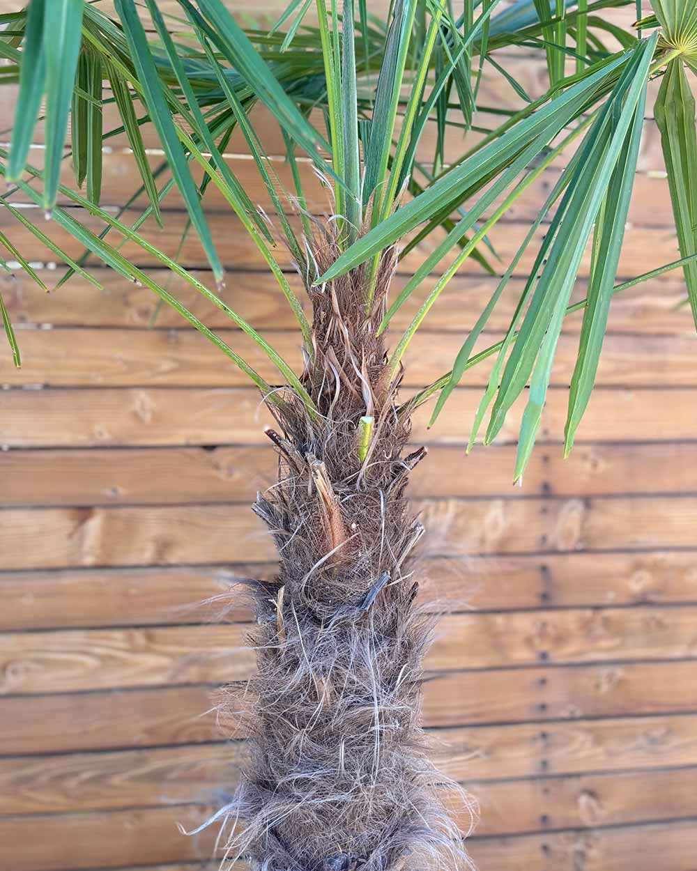 Chinesische Hanfpalme – Trachycarpus fortunei