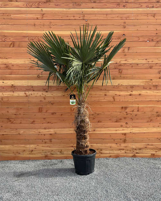 Chinesische Hanfpalme XXL
