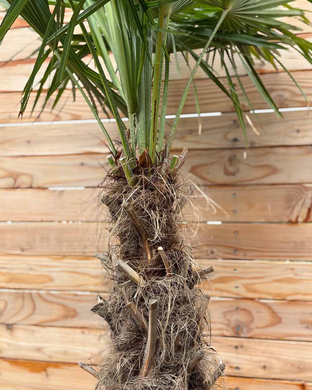 Chinesische Hanfpalme XXXL