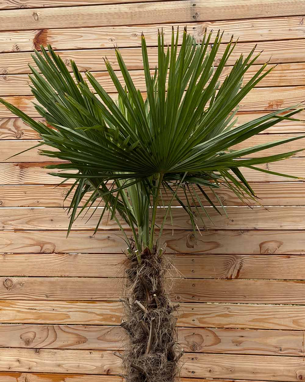 Chinesische Hanfpalme – Trachycarpus fortunei