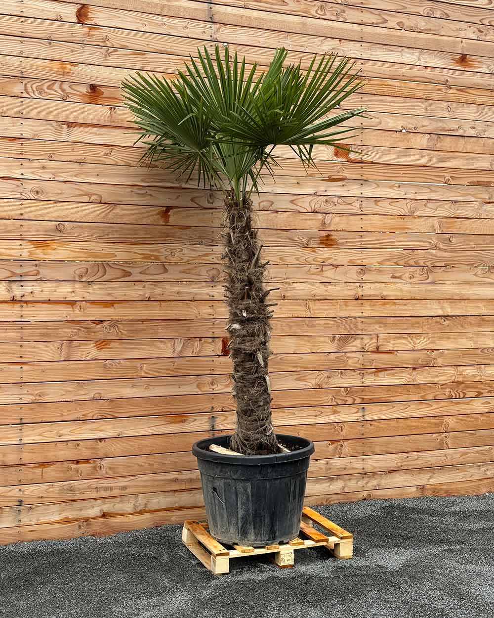 Chinesische Hanfpalme XXXL
