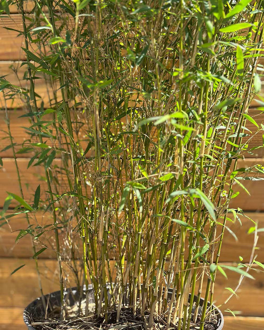 Gartenbambus – Fargesia Jiuzhaigou ‘Honey Guide®’