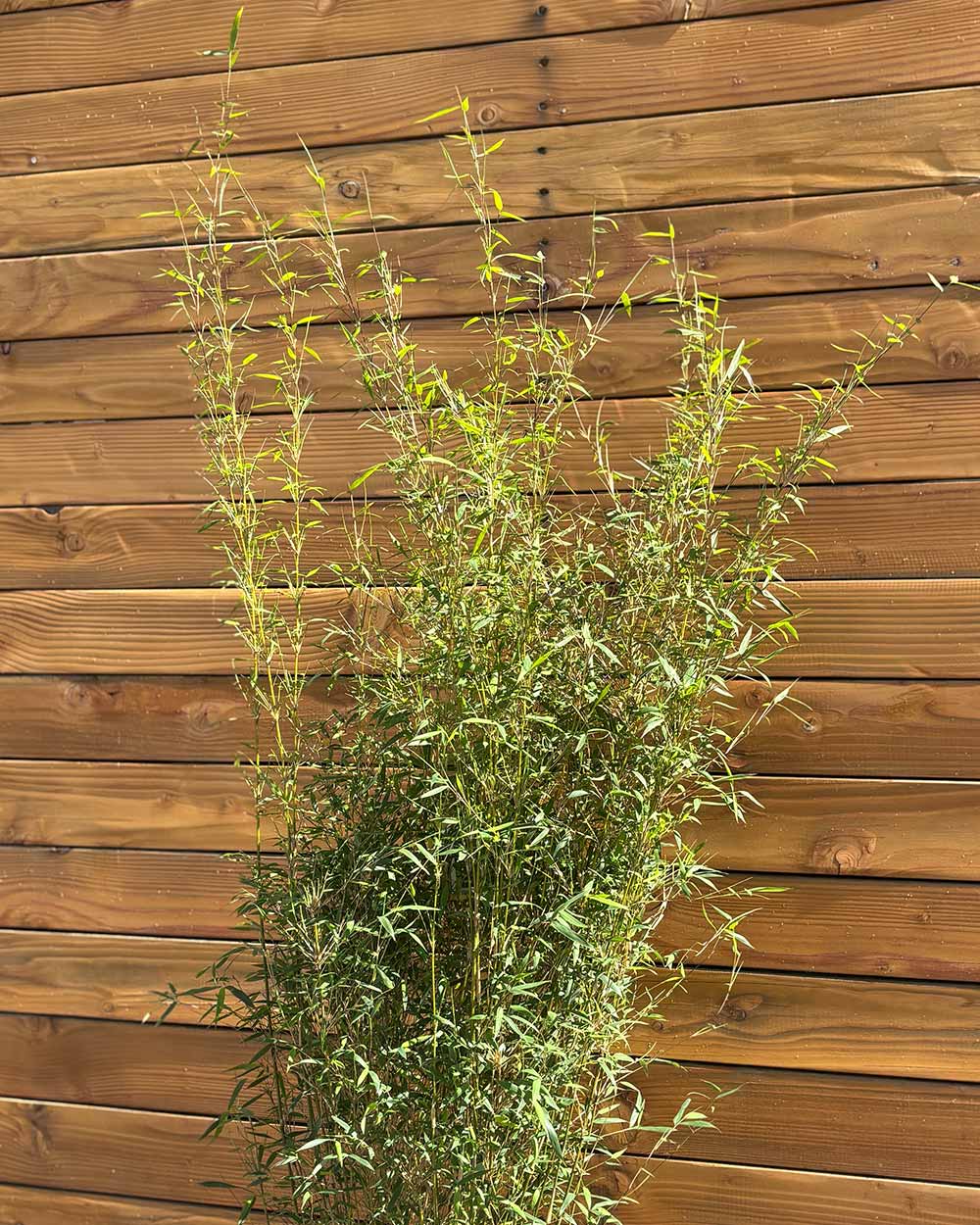 Gartenbambus – Fargesia Jiuzhaigou ‘Honey Guide®’