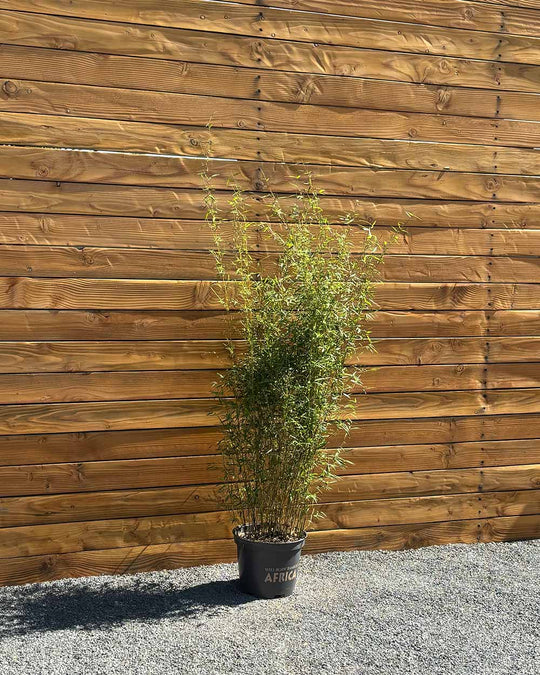 Gartenbambus – Fargesia Jiuzhaigou ‘Honey Guide®’