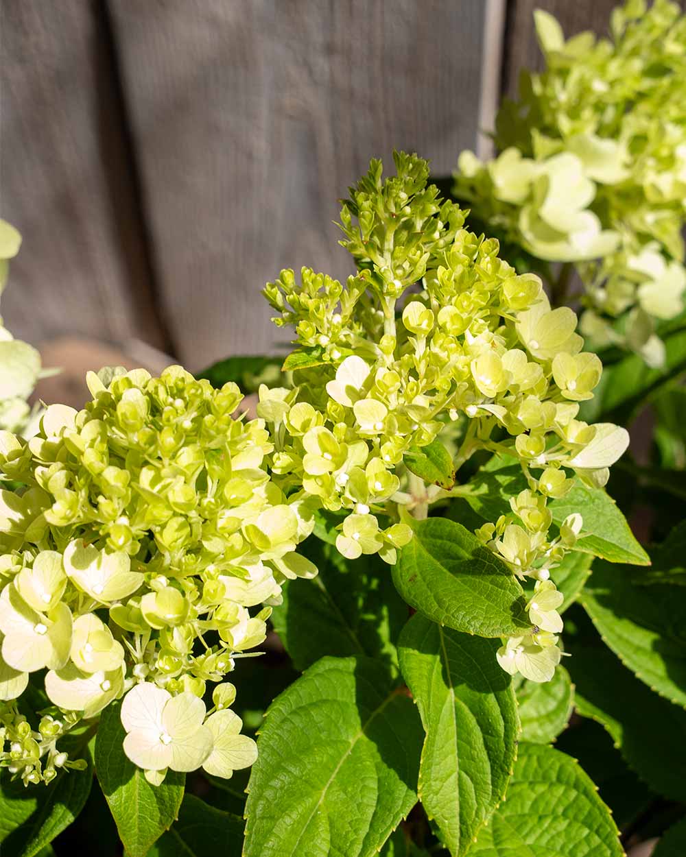 Rispenhortensie – ‘Bloody Marie®’