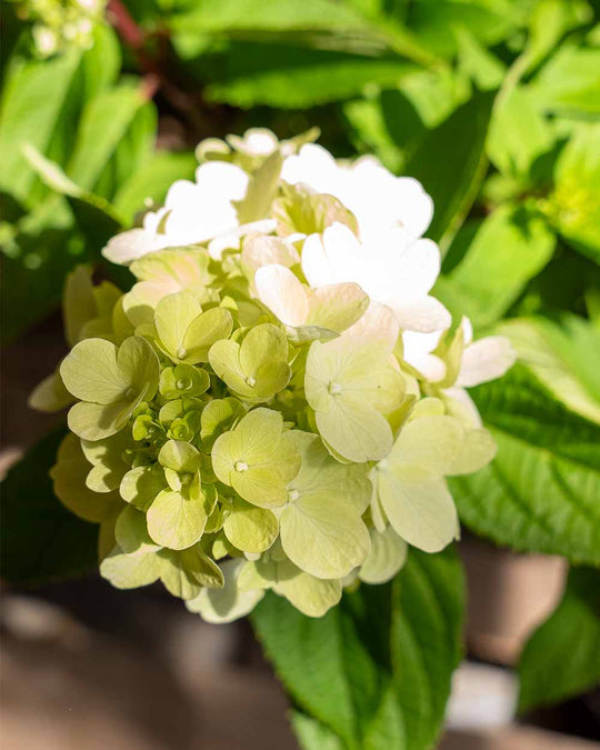 Rispenhortensie – ‘Bloody Marie®’