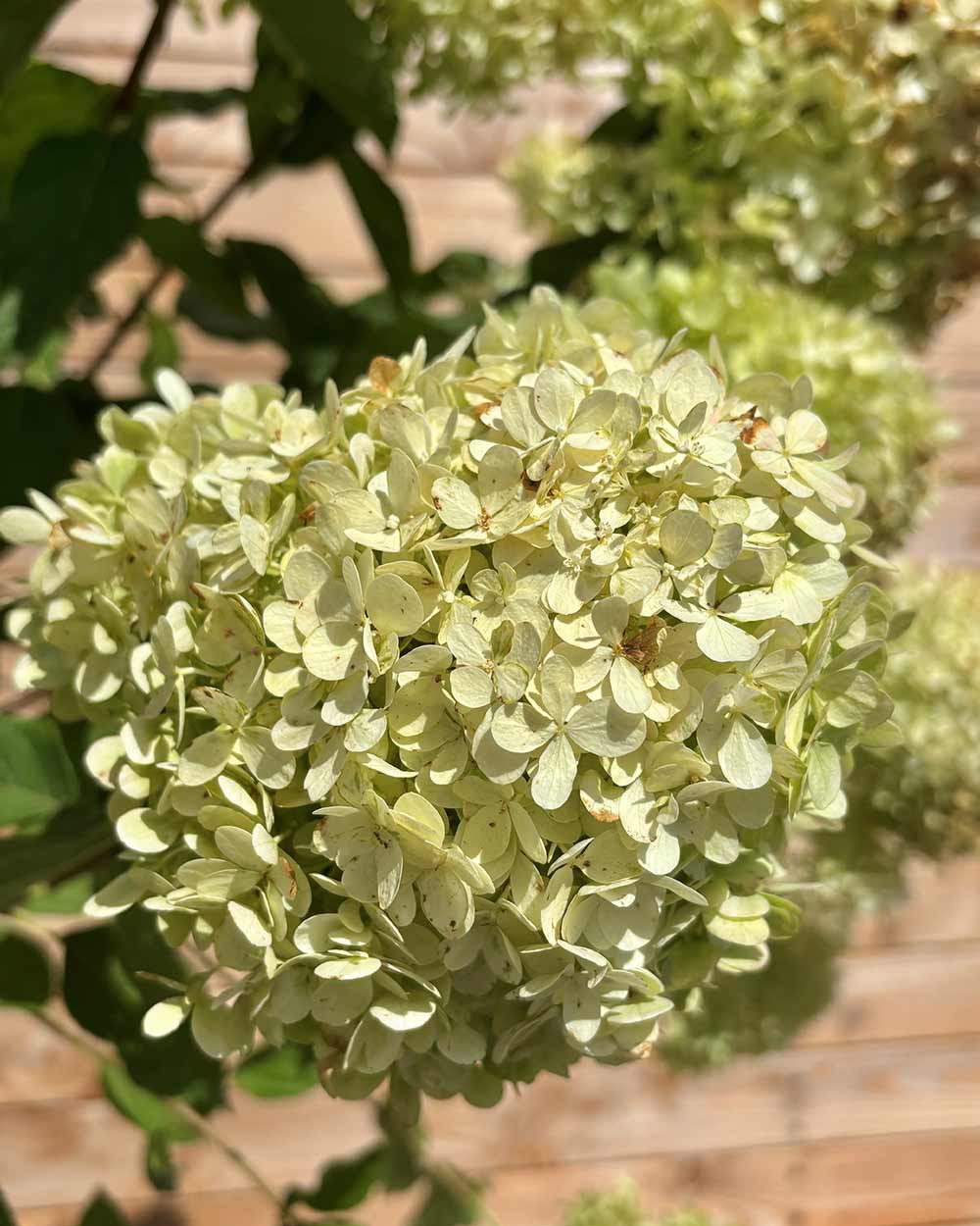 Rispenhortensie "Hydrangea paniculata ‘Limelight’" Halbstamm