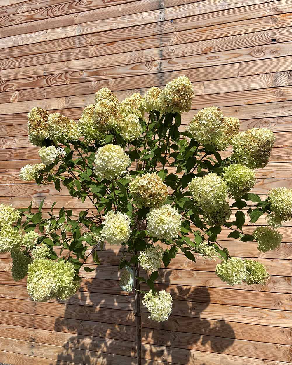Rispenhortensie "Hydrangea paniculata ‘Limelight’" Halbstamm