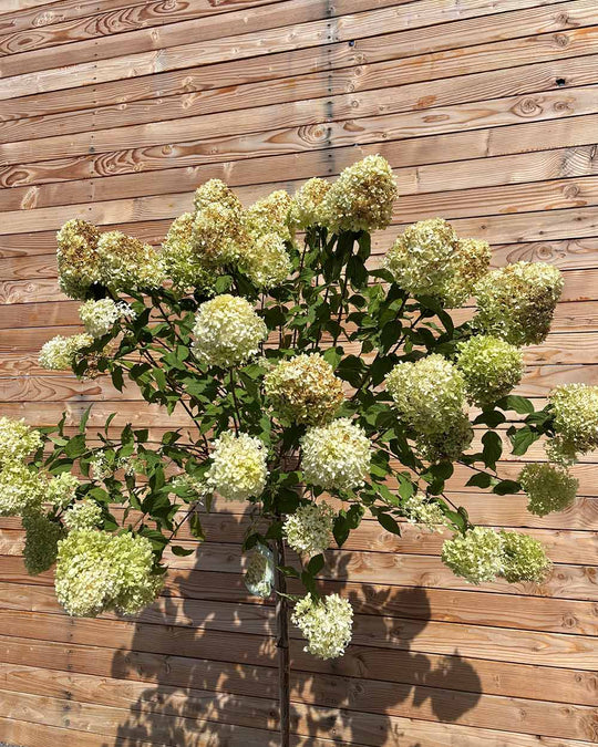 Rispenhortensie "Hydrangea paniculata ‘Limelight’" Halbstamm