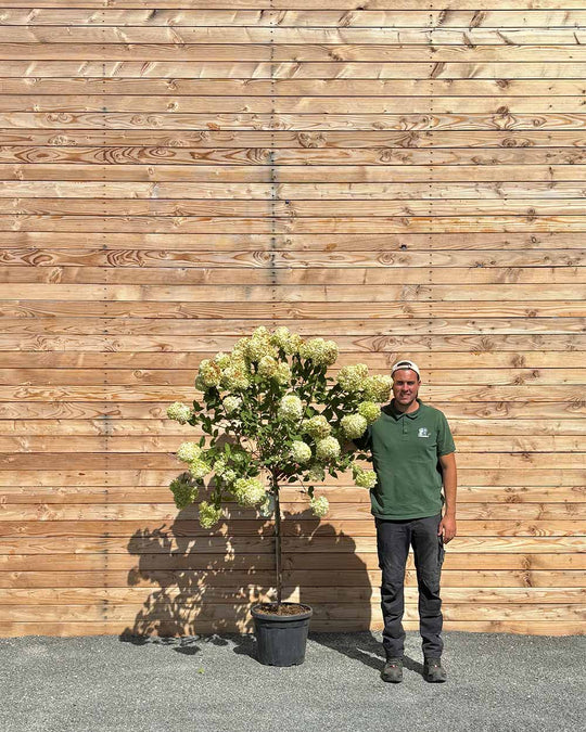 Rispenhortensie "Hydrangea paniculata ‘Limelight’" Halbstamm
