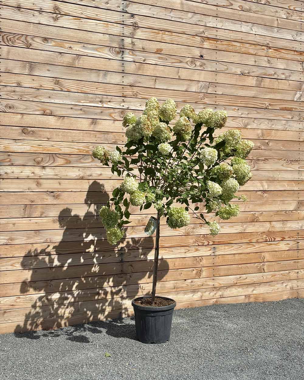 Rispenhortensie "Hydrangea paniculata ‘Limelight’" Halbstamm