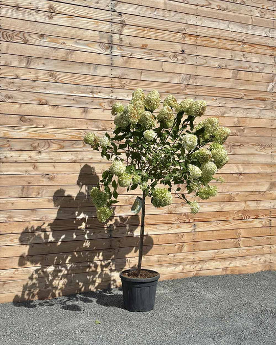 Rispenhortensie "Hydrangea paniculata ‘Limelight’" Halbstamm