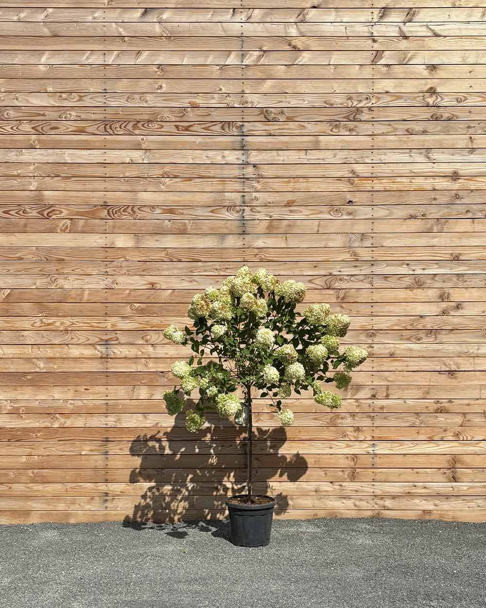 Rispenhortensie "Hydrangea paniculata ‘Limelight’" Halbstamm