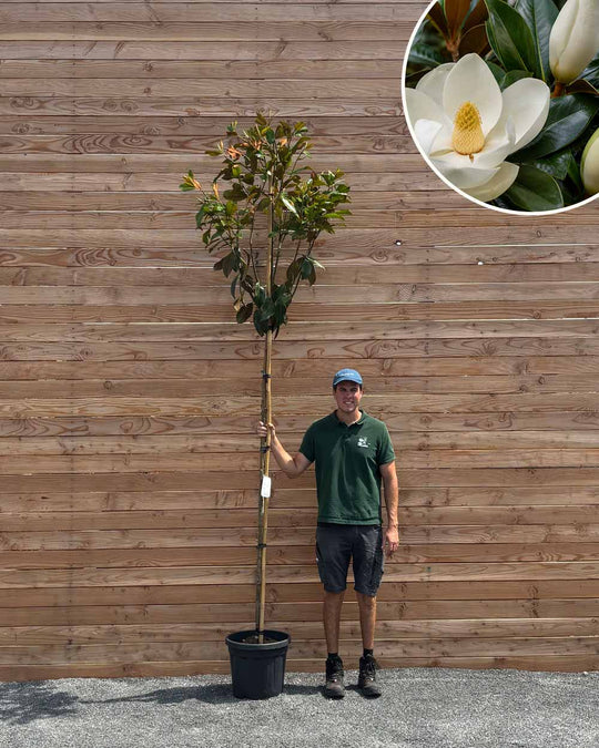 Immergrüne Magnolie – Magnolia grandiflora ‘Gallissoniere’ (Hochstamm)