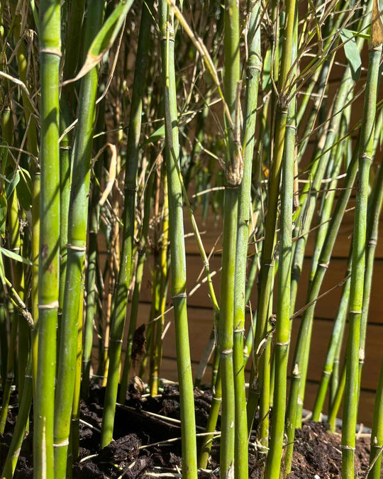 Elfenbeinbambus – Fargesia ‘Ivory Ibis®’