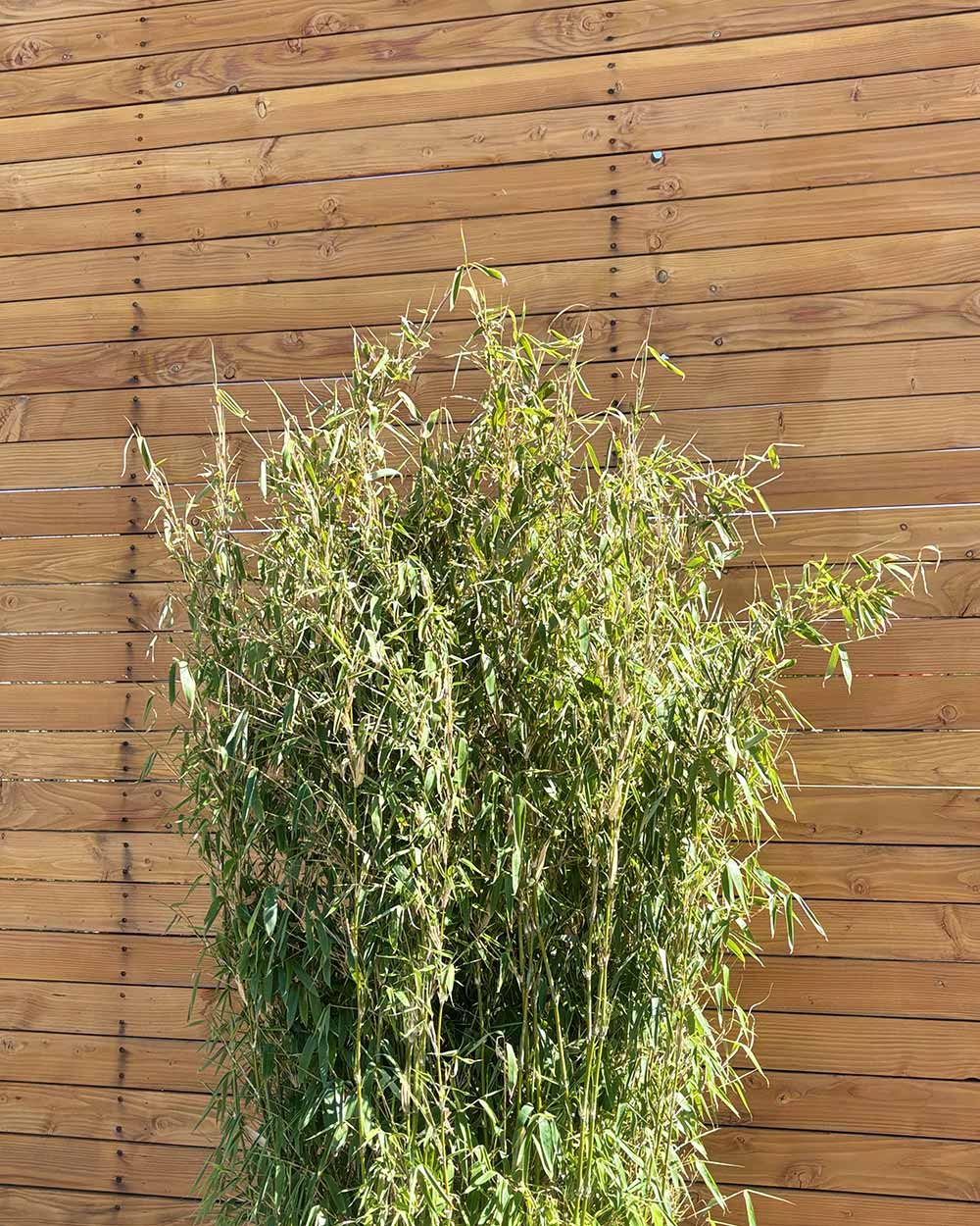 Elfenbeinbambus – Fargesia ‘Ivory Ibis®’