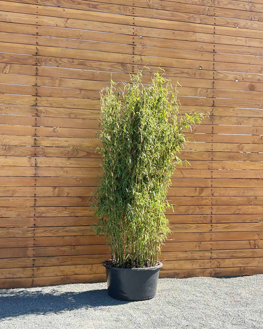 Elfenbeinbambus – Fargesia ‘Ivory Ibis®’
