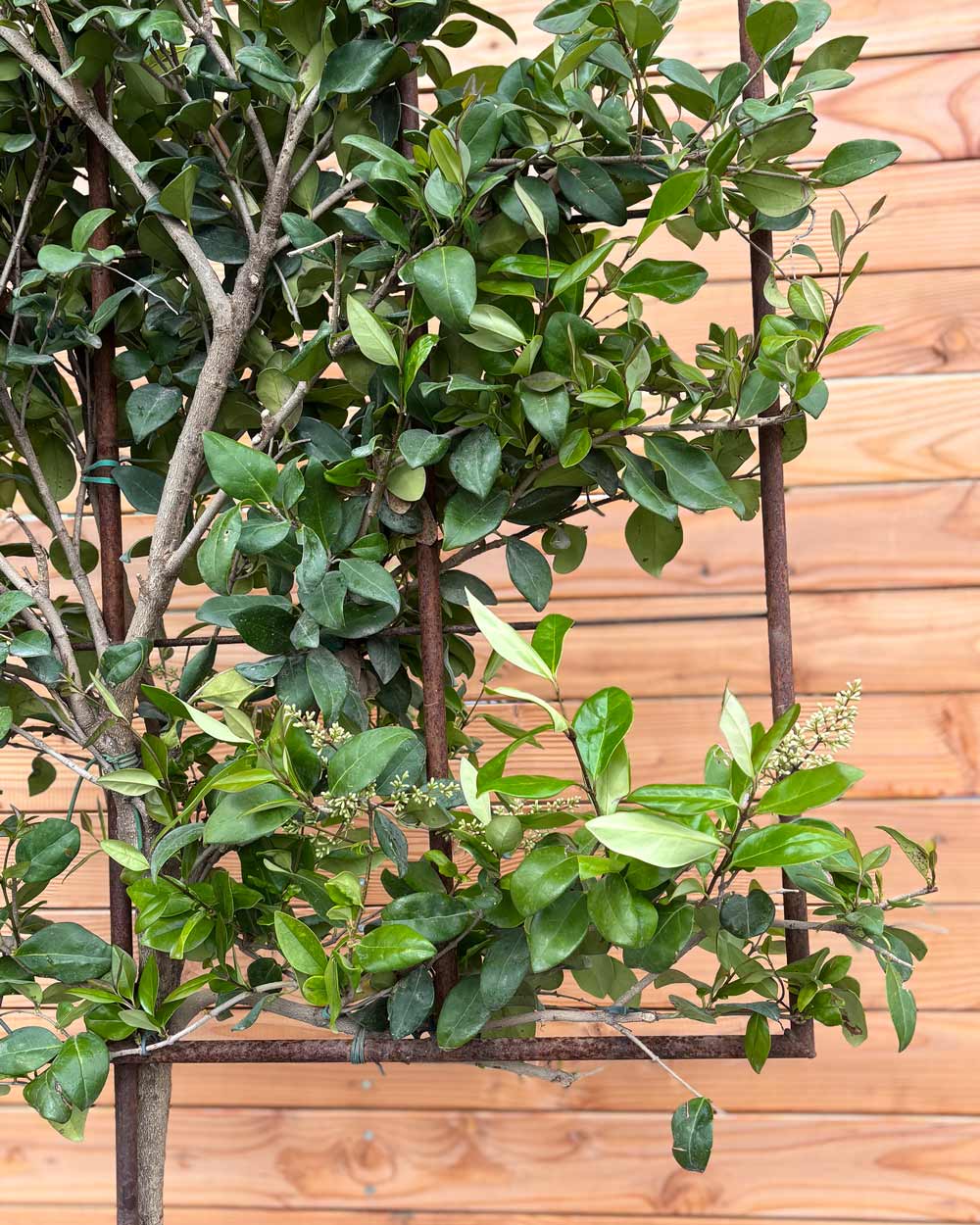 Spalierbaum Japanischer Liguster
