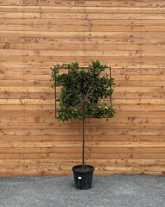 Spalierbaum Japanischer Liguster
