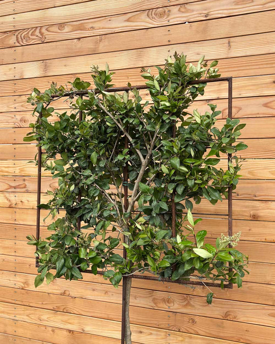 Spalierbaum Japanischer Liguster