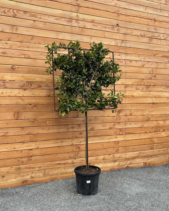 Spalierbaum Japanischer Liguster